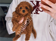 Peluş Toy Poodle Yavrular