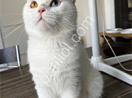 2 Yaşında Kısır Erkek Kedi
