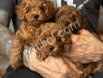 Safkan Satılık Toy Poodle Yavru Sahiplendirme – Türkiye Geneli