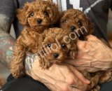 Safkan Satılık Toy Poodle Yavru Sahiplendirme – Türkiye Geneli