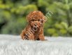 Show Kalite Toy Poodle Yavruları
