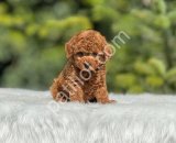 Show Kalite Toy Poodle Yavruları