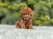 Show Kalite Toy Poodle Yavruları