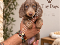 Miniature Dachshund (Sosis Köpek) – Özel Renk Yavrular