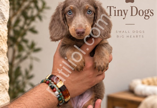 Miniature Dachshund (Sosis Köpek) – Özel Renk Yavrular