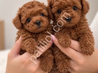 Toy Poodle Yavruları