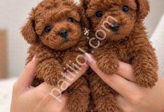 Toy Poodle Yavruları