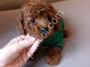 Tuvalet Eğitimli Toy Poodle Bebekler