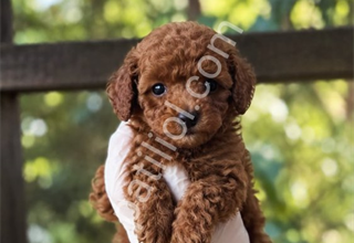 TOY POODLE SEVİMLİ YAVRULAR