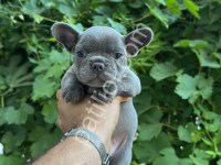 Üst Kalite Egzotik French Buldog Yavrular