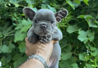 ÜST KALİTE EGZOTİK FRENCH BULDOG YAVRULAR