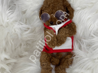 Sevimli Yavru Toy Poodle