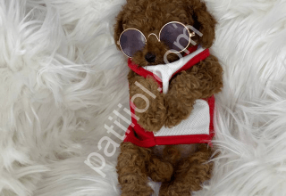 sevimli yavru Toy Poodle