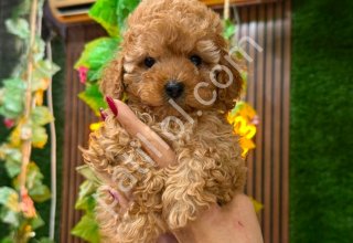 Kahve tonlu MALTİPOO CİNSİ YAVRULAR EV ÜRETİMİ