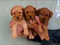 Toy Poodle Sevimli Yavrular