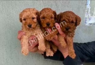 TOY POODLE SEVİMLİ YAVRULAR