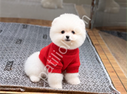 Ayıcık surat pomeranian Boo yavrularım