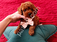 Antalya Satılık Toy Poodle Yavru – Sağlıklı ve Sevimli