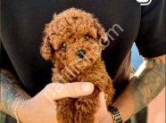 TOY POODLE SEVİMLİ YAVRULAR
