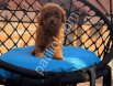 Orjinal Toy Poodle Yavrularım