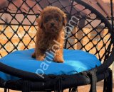 Orjinal Toy Poodle Yavrularım