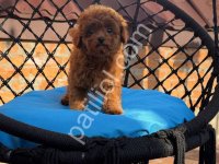 Orjinal Toy Poodle Yavrularım