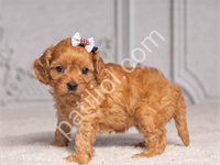 Maltipoo Cinsi Yavrular Ev Üretimi