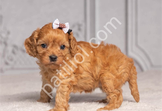 MALTİPOO CİNSİ YAVRULAR EV ÜRETİMİ