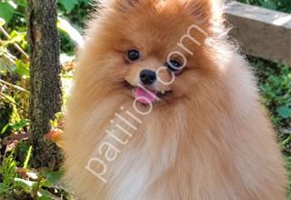 TEDDY BEAR  ÜST KALİTE ERKEK POMERANİAN BOO