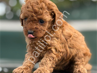 Evinizin Yeni Neşesi Toy Poodle
