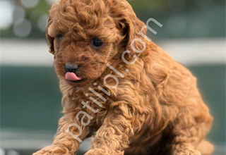 evinizin yeni neşesi toy poodle