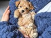 MALTİPOO CİNSİ YAVRULAR EV ÜRETİMİ