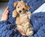 MALTİPOO CİNSİ YAVRULAR EV ÜRETİMİ