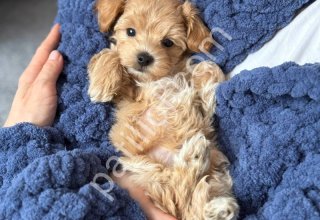 MALTİPOO CİNSİ YAVRULAR EV ÜRETİMİ
