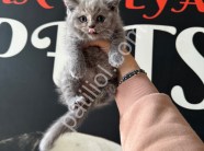Resmi İşletmeden Kedi Yavruları
