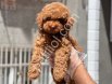 Show Kalite Toy Poodle Yavruları