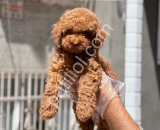 Show Kalite Toy Poodle Yavruları