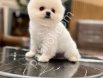 POMERRİAN boo yavrular