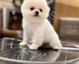 POMERRİAN boo yavrular