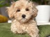Kahve tonlu MALTİPOO CİNSİ YAVRULAR