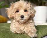 Kahve tonlu MALTİPOO CİNSİ YAVRULAR