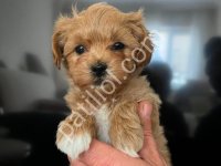 Kahve Tonlu Maltipoo Cinsi Yavrular