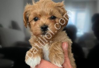 KAHVE TONLU MALTİPOO CİNSİ YAVRULAR