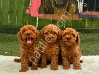 Ruhsatlı Poodle Evinden Oyuncak Boy Poodle Bebeklerim