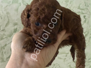Toy Poodle Yavrularım