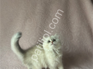 A Kalite British Longhair