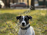 Show Kalite Jack Russel Yavrular