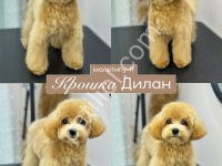 Maltipoo Cinsi Yavrular Ev Üretimi