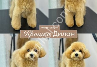 MALTİPOO CİNSİ YAVRULAR EV ÜRETİMİ
