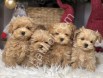 Maltipoo bebeklerim